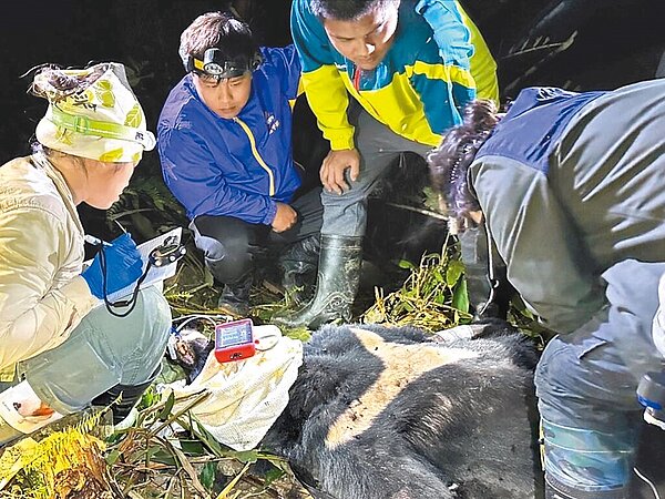 台灣黑熊誤觸套索陷阱,受困於台東縣延平鄉永康產業道路旁林地,野灣野生動物保育協會人員現場進行緊急醫療處置,永康黑熊棲地巡守隊隊員全程在場協助。圖/林業保育署台東分署提供