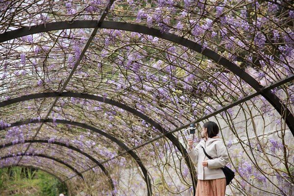 為了讓更多遊客能有機會來到瑞里留下最美的回憶，縣府決定延長展期至4月30日，歡迎民眾把握時間前來一睹紫色浪漫。圖／嘉義縣政府提供