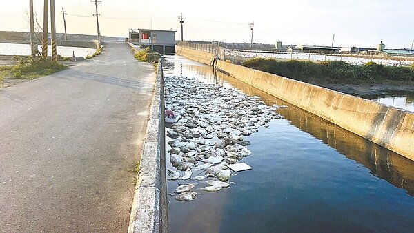 彰化縣大城鄉海堤及排水溝驚見大量鴨屍，縣府相關單位派員打撈清理及消毒。（彰化縣政府提供／孫英哲彰化傳真）
