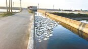 禽流感罩頂　彰化沿海驚見580隻死鴨