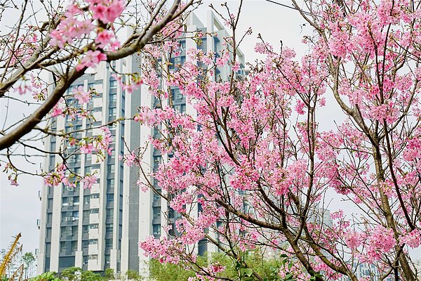 北投子溪櫻花美景。圖/新北市政府提供