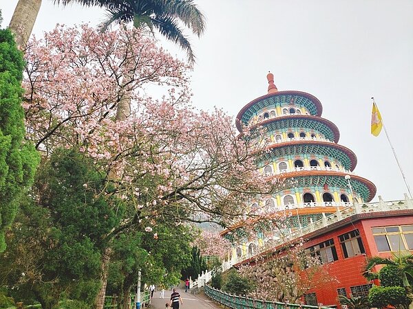 天元宮吉野櫻花季相當受歡迎。圖/新北市政府提供