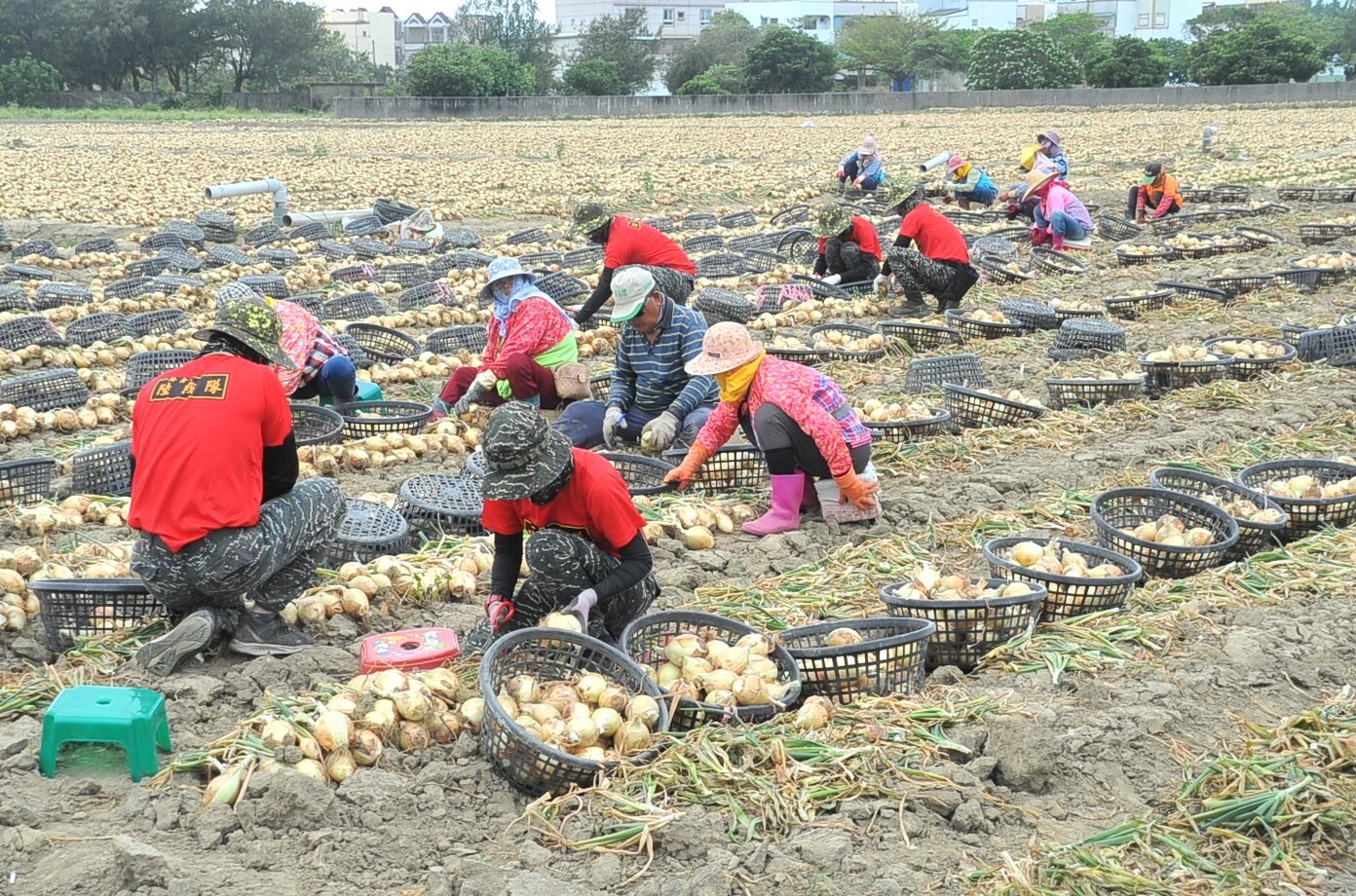 屏東恆春半島蔥農最頭痛的病害問題，農業專家指病害多透由土壤傳播，同塊田區的病菌連年積累，一遇下雨天熱便好發，建議輪作水稻、改良土壤或更換砂質土壤。記者潘欣中／攝影 