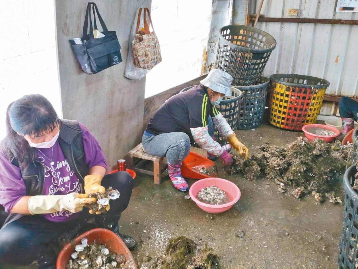 台南市曾文溪以南沿海養殖的牡蠣最近死亡情形嚴重，蚵農要求找出原因。記者鄭惠仁／攝影 