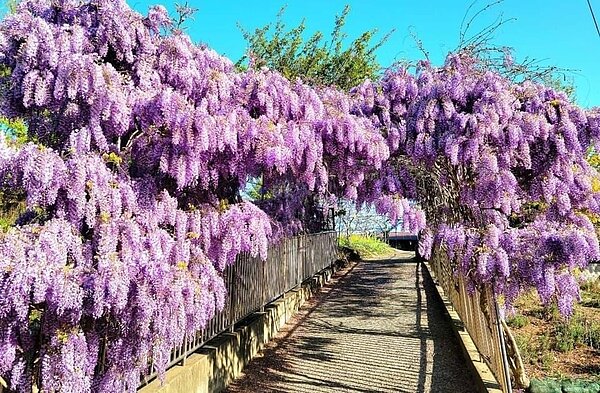 中部梨山山區包括在梨山賓館夜櫻、雪松,環山部落爆開紫藤花。(圖/參山處提供)