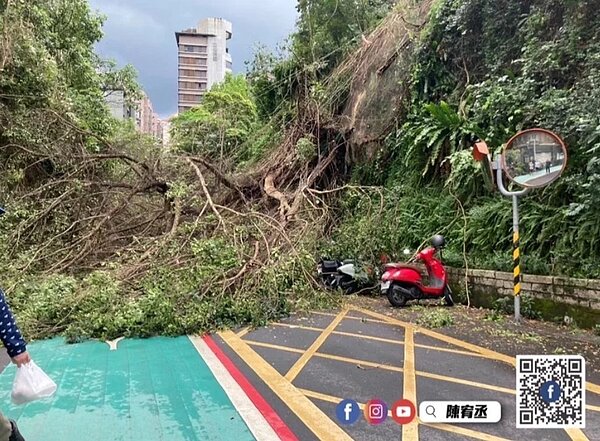 北市昨天颳起強陣風,內湖區成功路四段發生樹倒意外,一名男性被倒塌路樹壓傷,送醫已無大礙。圖/陳宥丞提供