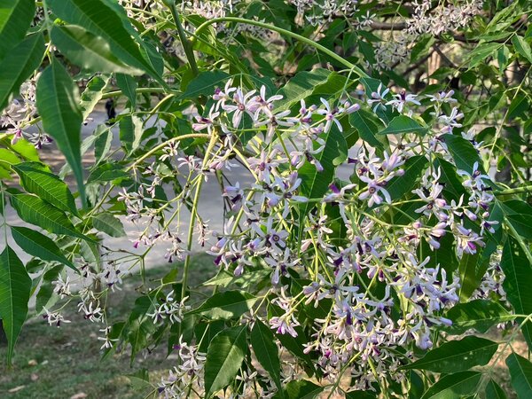 新北市中和四號公園內淡紫色的典雅小花遍覆著枝椏鑲嵌在青綠之間，飄散著淡淡馨香。圖／新北市景觀處提供