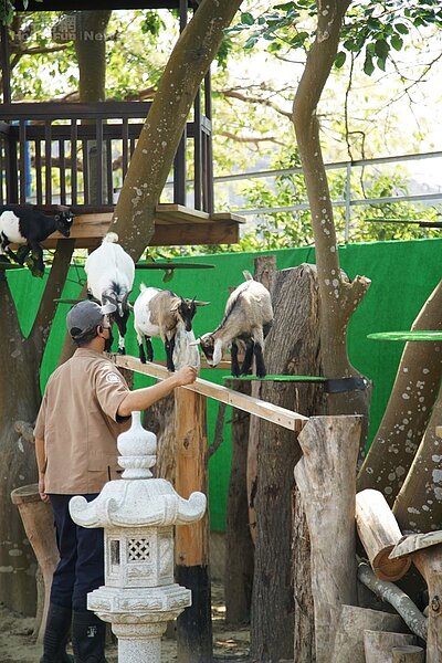 咩咩上樹萌寵樂園4