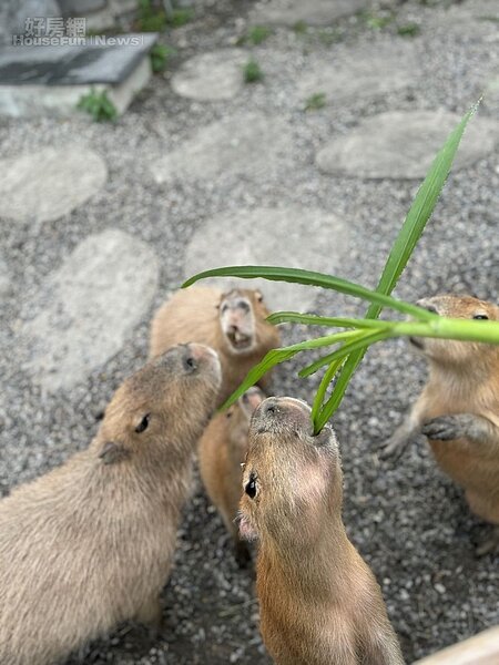 稻庄休閒農場03