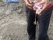 金價飆漲　阿嬤整包黃金埋土裡忘記在哪　鄉長出動「這支」幫找到