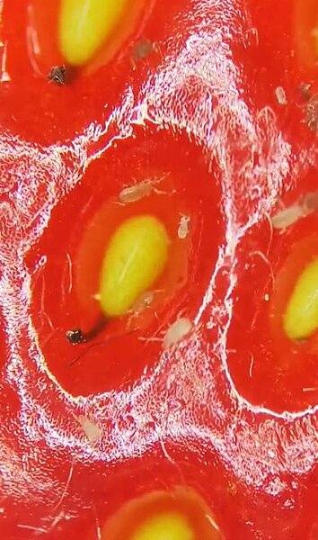 顯微鏡下的草莓表皮有許多蟲蟲亂竄。圖/截自X