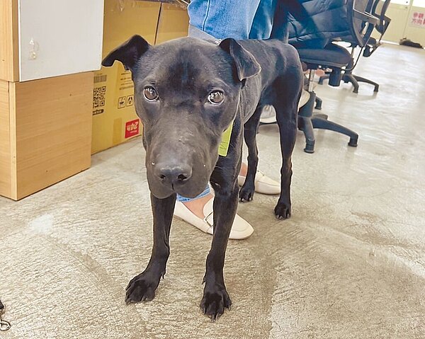 為防止飼主因寵物生病才送交動物之家收容,降低毛小孩再被領養機率,台北市動保處修正作業要點,要求民眾在送交動物收容時,需檢附動物病歷摘要、血液檢驗證明書文件。圖/台北市動保處提供