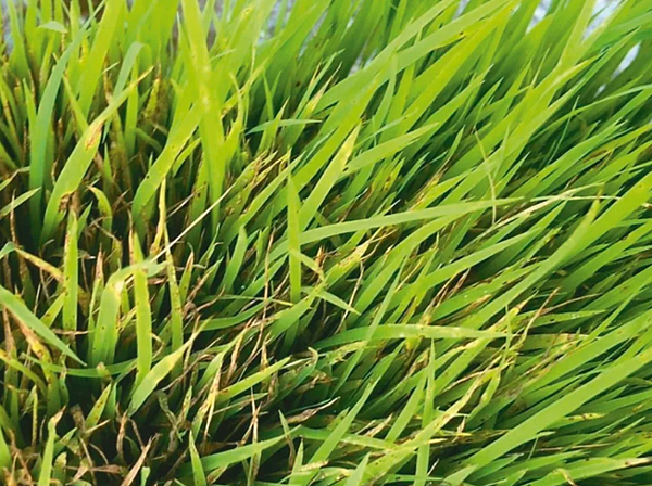 彰化縣政府農業處人員到南彰化田間現勘，發現水稻秧砧出現稻熱病病徵。圖／縣府提供