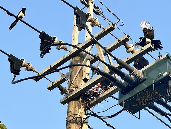 台電每年春天會巡查電桿上的鳥巢,避免危及電力供應,也逐步將裸線更換為被覆線,搭配風力閃光驅鳥器等各種方式驅鳥,防止停電惹怨。圖/台電提供