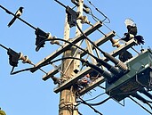 喜鵲築巢害停電　台電疲於奔命