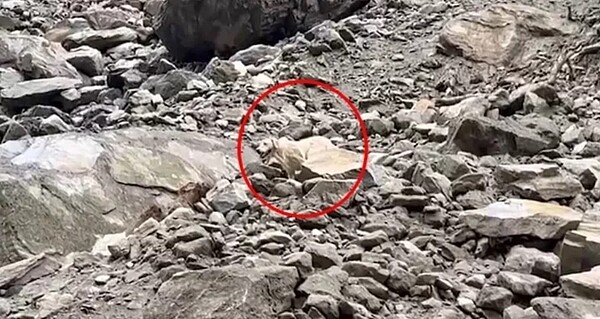 今天上午11時35分,高雄搜救犬「Roger」建功,於土石淹沒處嗅出異味,順利協助搜救人員找到第3具遺體。圖/記者李隆揆翻攝