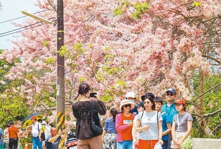 
嘉義縣竹崎鄉知名賞花旗木祕境「阿拉伯粉紅村」，現正值花旗木盛開時節，3000株粉紅花旗木吸引一波接著一波的賞花人潮。（呂妍庭攝）
