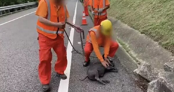 國道散落物百百種,其中也包括活豬。圖/民眾提供