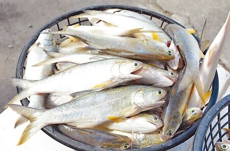 屏東午仔魚又被驗出禁藥「孔雀綠」,引發在地養殖戶熱議。圖非驗出漁場魚貨。(林和生攝)