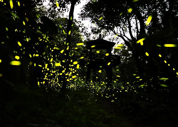 除了套裝行程外，文山農場也有「純賞螢」收費行程。圖／新北市政府提供