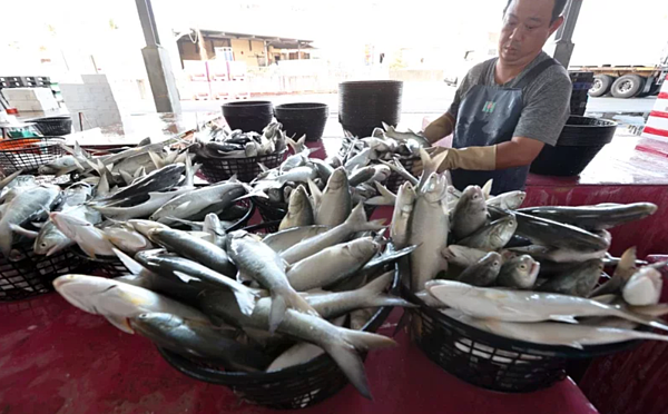 衛福部食藥署公布「113年1-2月份衛生單位檢測禽畜水產品藥物殘留結果」,屏東縣協春水產有限公司的午仔魚,經檢出0.0024ppm的「還原型孔雀綠」,依規定不得檢出,已由屏東縣政府裁處6萬元。圖為屏東養殖午仔魚出口示意圖,非經檢出業者。記者劉學聖/攝影