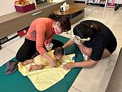 台中租金補貼無上限！育兒一名就享4000元　生越多領越多