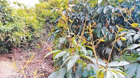 大樹區休閒農業發展協會理事長謝坤淞形容自己3分地的玉荷包,因「照顧有加」,還有少量結果,勉強還可接300箱的訂單。(林雅惠攝)