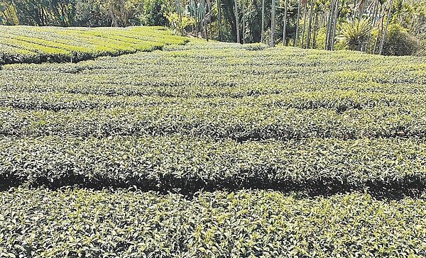 嘉義縣大阿里山春茶萌芽時,碰上極端天候,讓茶樹如洗三溫暖,導致金萱茶減產3至5成。(梅山鄉公所提供/呂妍庭嘉義傳真)