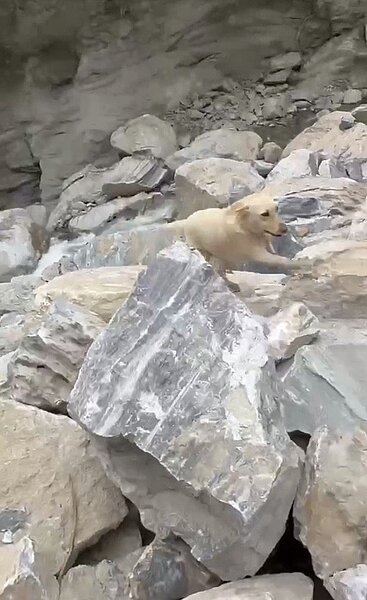 花蓮縣消防局人犬今天下午在砂卡礑步道搜尋時,遇到落石,搜救犬FANCY險些被砸中,趕緊跑到領犬員旁避難。圖/花蓮縣消防局提供