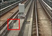 天降橫禍！桃捷證實：台灣至今沒有捷運列車裝載異物入侵偵測系統