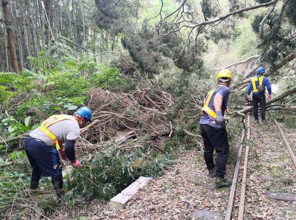 阿里山小火車14日行駛至鄰近交力坪車站遇到樹倒塌，受阻無法上山 ，派員趕工清除。圖／林鐵及文資處提供