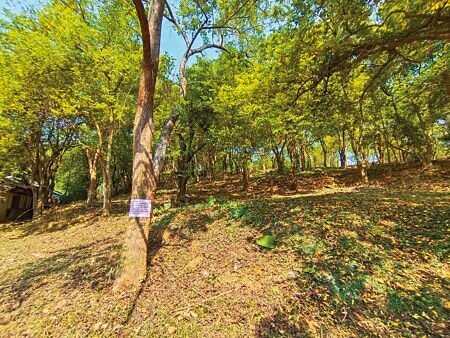 嘉義市南興國中探索體驗教育園區將在楊桃樹區開發露營區,近日公告開始移除楊桃樹。(廖素慧攝)