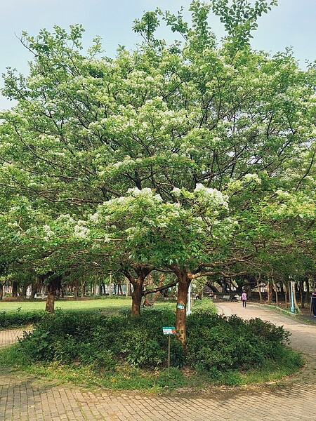 時節來到春天的尾聲,有著「四月雪」之稱的流蘇花接續迎來了花期,盛開時外觀猶如蓬鬆棉絮與靄靄白雪的流蘇,就彷彿冬日雪景一般。圖/新北市景觀處提供