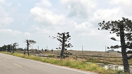 
台南北門雙春南2線南洋杉「斷頭式」修剪惹議，原本枝葉茂密的傘型樹冠層全被削除，獨留下方光禿禿的樹幹，令路過遊客看傻眼。（張毓翎攝）
