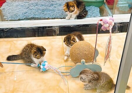 高市毛小孩數量超過30萬隻,民代催生寵物殯葬合法化。(柯宗緯攝)