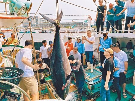 屏東琉球籍「安穩發8號」漁船捕獲的黑鮪,18日經東港區漁會驗明正身後,確定為「屏東第一鮪」,將於21日拍賣。(謝佳潾攝)