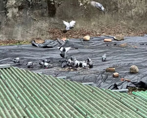 台北市內湖區因一名80歲老先生，3年多來長期餵野鴿，鄰居因「鴿害」不堪其擾。圖／議員何孟樺提供