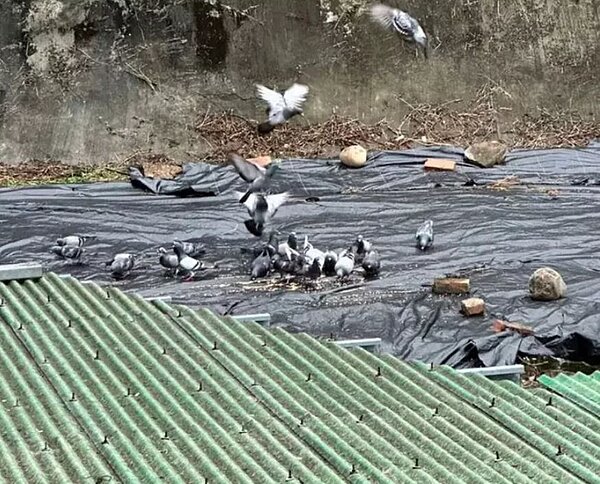 台北市內湖區因一名80歲老先生，3年多來長期餵野鴿，鄰居因「鴿害」不堪其擾。圖／議員何孟樺提供