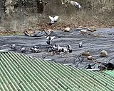 翁餵鴿罰不怕　鄰居飽受鴿害陳情