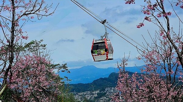 貓纜超萌新衣上路。