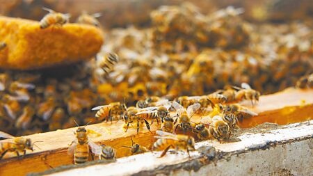 苗栗縣全縣養蜂箱約有1.2萬箱，占全台1/13，受氣候影響，今年荔枝、龍眼開花率僅往年3成，導致蜂蜜產量也不到2成，讓苗栗今年辦不成蜂蜜評鑑比賽。（李京昇攝）