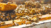 氣候變遷釀災　龍眼不開花　全台蜂蜜產量銳減