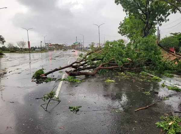 高雄清晨突然狂風暴雨，茄萣區台17線路樹倒塌。圖／劉宗霖提供