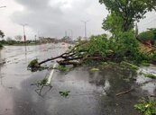 高雄清晨狂風暴雨「如颱風」　路牌被吹倒、路樹倒整排