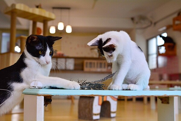 「巴鍋」歡迎飼主帶著寵物一起上門消費。圖／業者提供