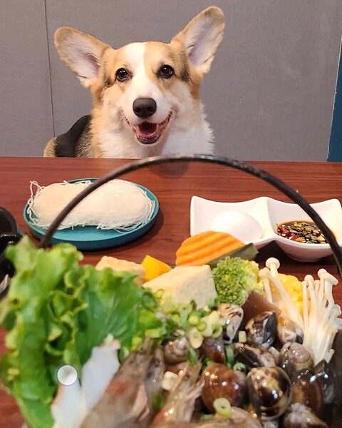 「巴鍋」歡迎飼主帶著寵物一起上門消費。圖／業者提供