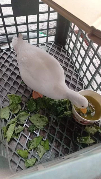 高雄網友在蓮池潭崇德路上撿到一隻很乖的科爾鴨。圖/取自PTT高雄版