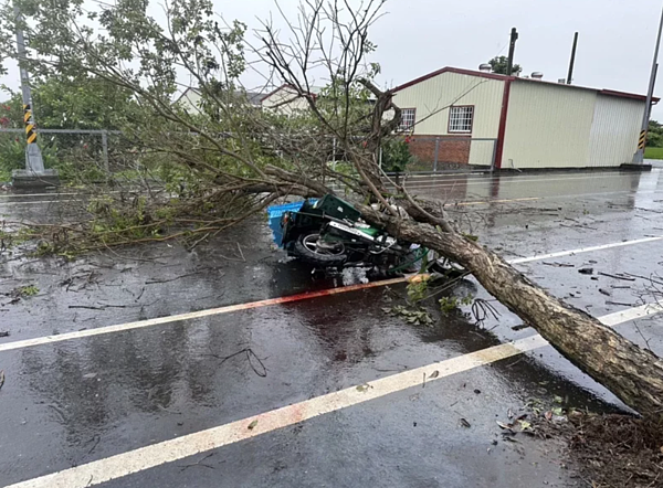 彰化縣芬園鄉彰南路中午發生路樹倒落，壓到一名48歲騎機車路過的孫姓郵差，送醫不治，事故原因由警方調查中。圖／民眾提供