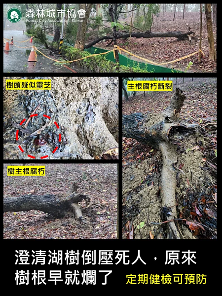 高雄澄清湖發生路樹傾倒事故,護樹團體會勘發現,這棵相思樹的樹根早已腐朽潰爛、樹頭空洞。圖/森林城市協會提供
