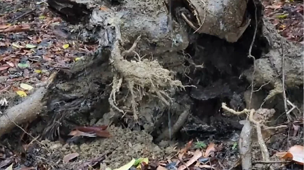 森林城市協會理事長莊傑任勘查指出,肇禍路樹的樹基部主要根系腐朽潰爛、樹頭空洞。圖/莊傑任提供